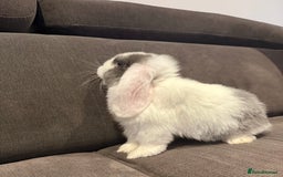 Mini Lop rabbits for sale: Two Beautiful Mini lops with blue eyes - Image 2