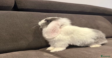 Mini Lop rabbits - Advert 7