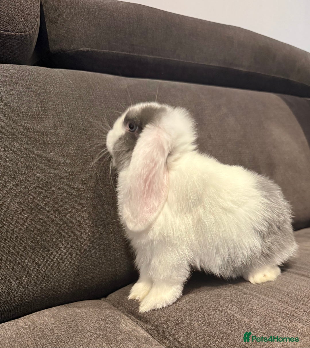 Mini Lop rabbits for sale: Two Beautiful Mini lops with blue eyes - Image 2