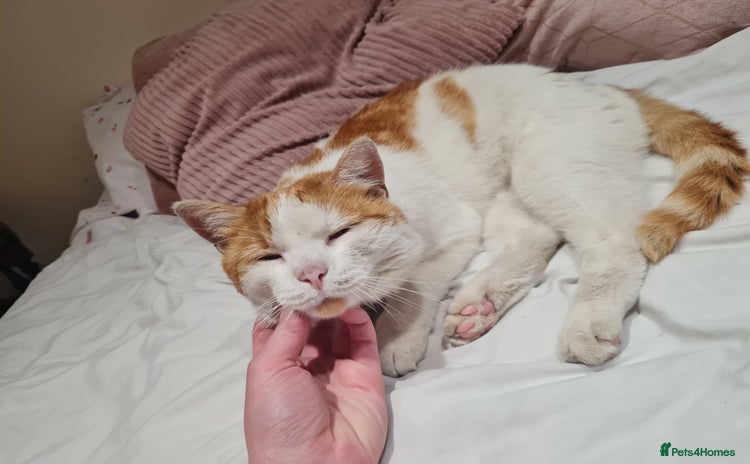 Mixed Breed cats - Advert 15