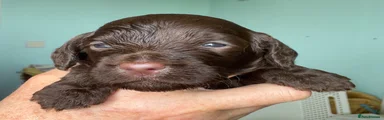 Cockapoo 4