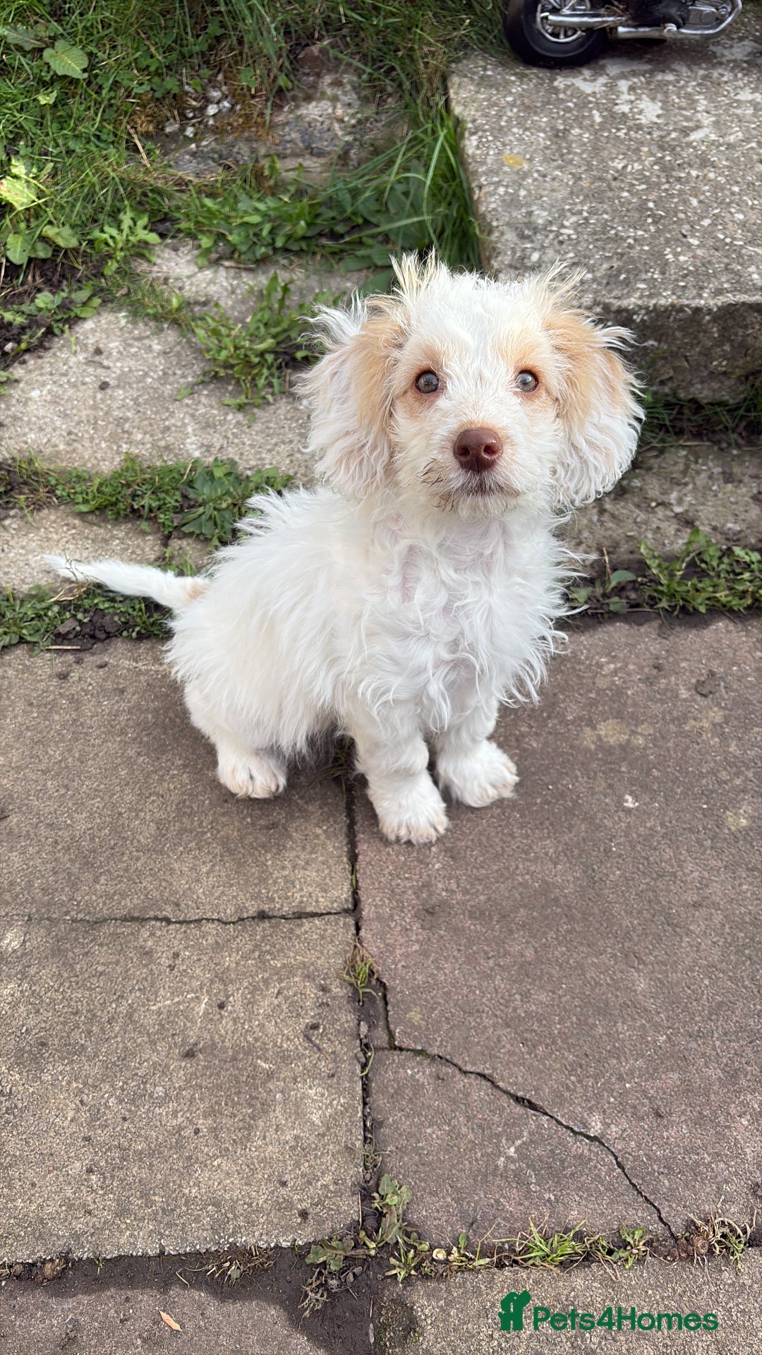 Mixed Breed dogs for sale: Springerpoo puppy  - Advert 10