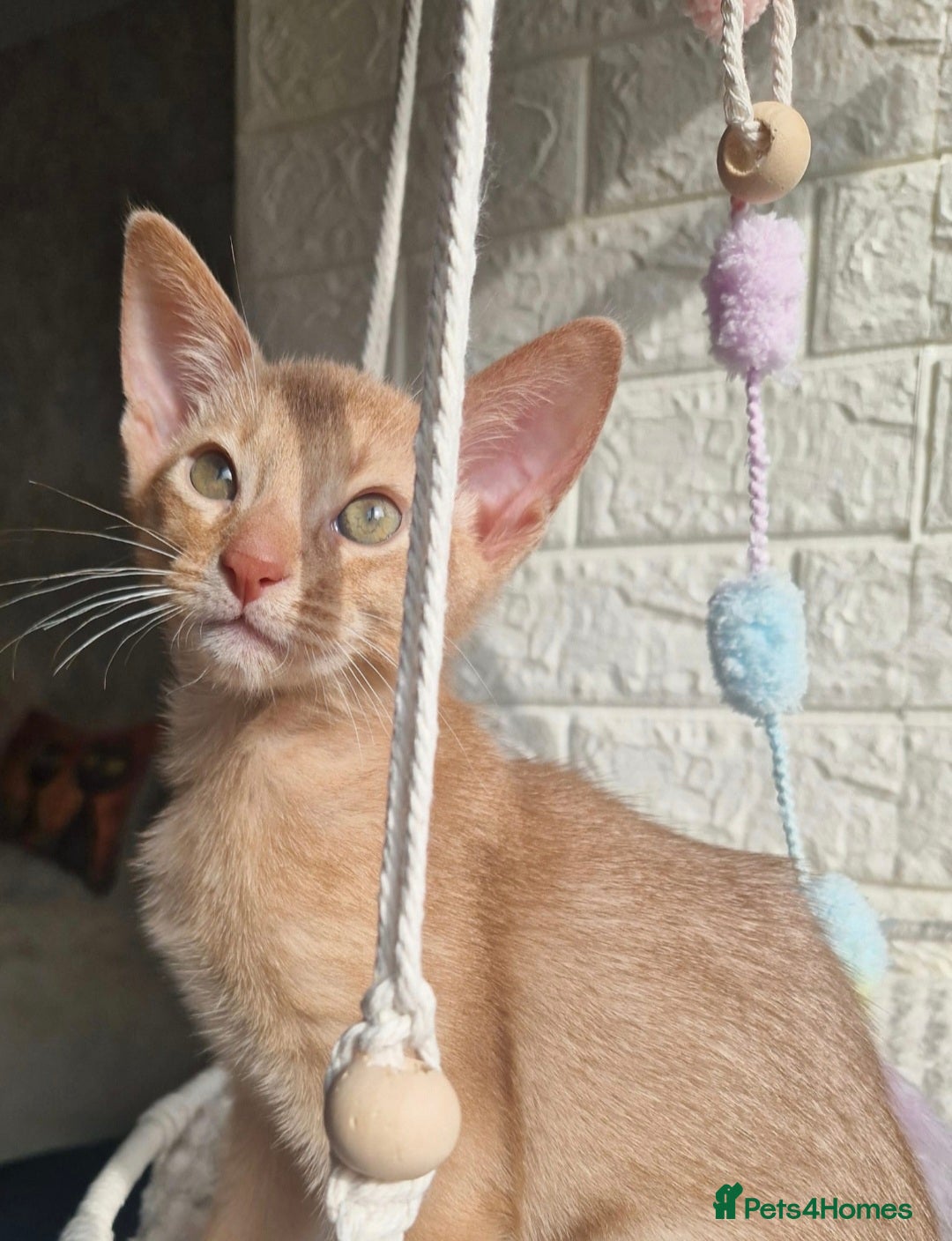 Abyssinian cats Abyssinian  - Advert 9