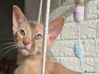 Abyssinian cats Abyssinian - Advert 9