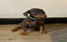 Dobermann dogs for sale: Beautiful Dobermann puppies - Image 12