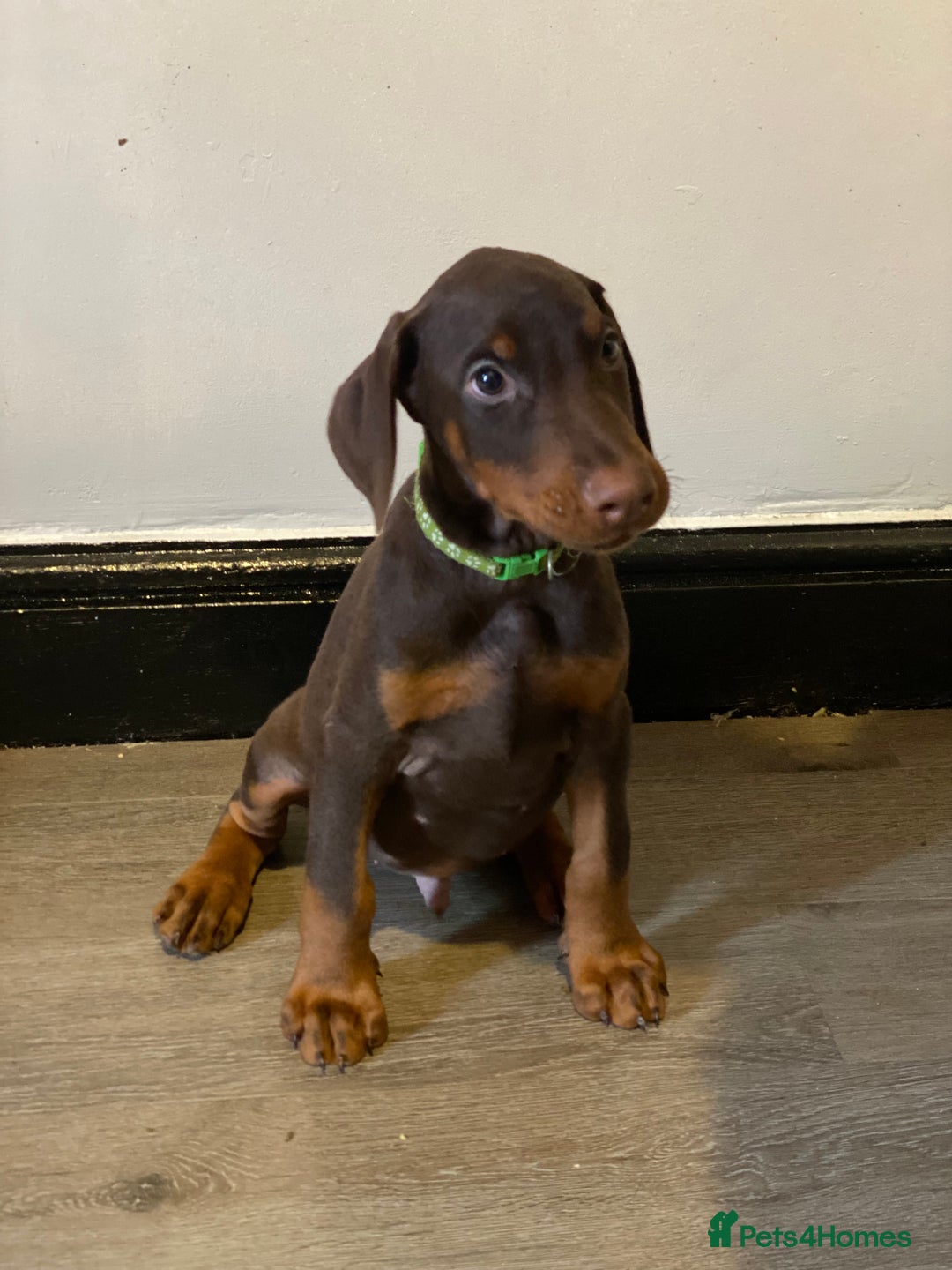 Dobermann dogs for sale: Beautiful Dobermann puppies - Image 12