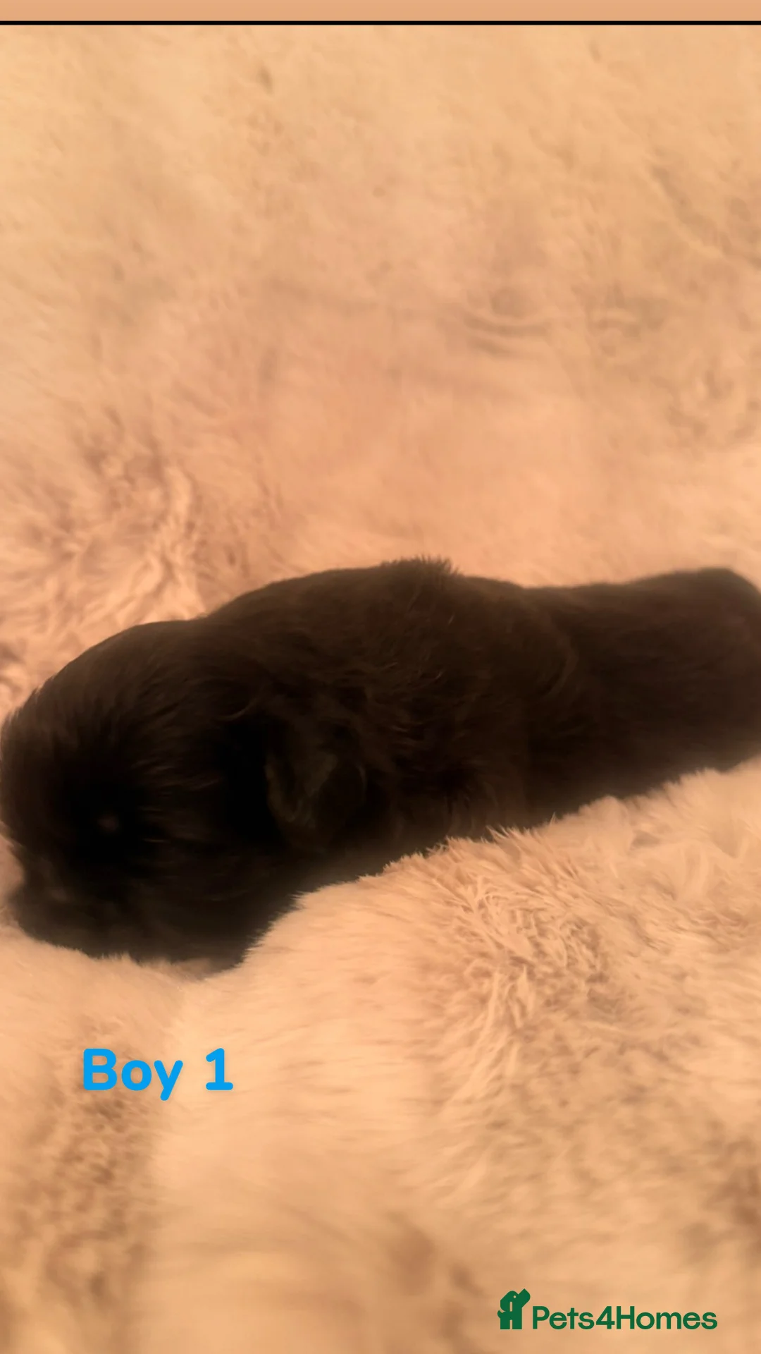 Shih Tzu dogs for sale: 3 Shih Tzu puppies  in Walsall - Advert 11