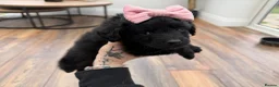 Cockapoo dogs for sale: Beautiful toy size cockatoo girl Puppy - Advert 4