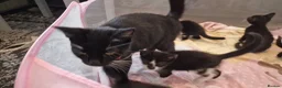 Mixed Breed cats for sale: 8 weeks old kittens ip3 (mum is half maine coon) - Advert 19