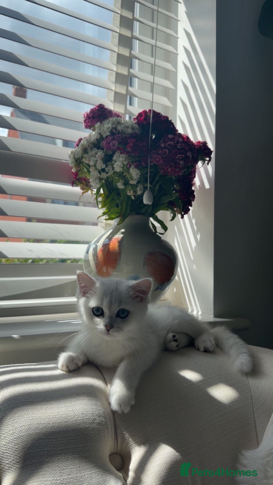 British Shorthair cats Female  - Advert 1