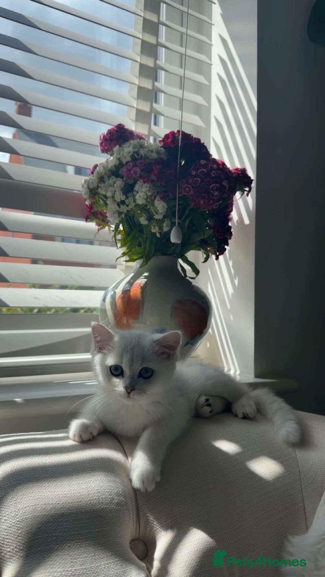 British Shorthair cats for sale: Female  in Romford - Advert 1