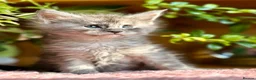 Maine Coon cats for sale: Beautiful Maine Coon kittens - Advert 15