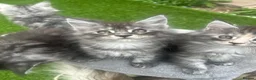 Maine Coon cats for sale: Maine Coon kittens  - Advert 10