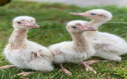 Mixed Breed livestock for sale: White Rhea Chicks & Hatching Rhea Eggs - Image 17