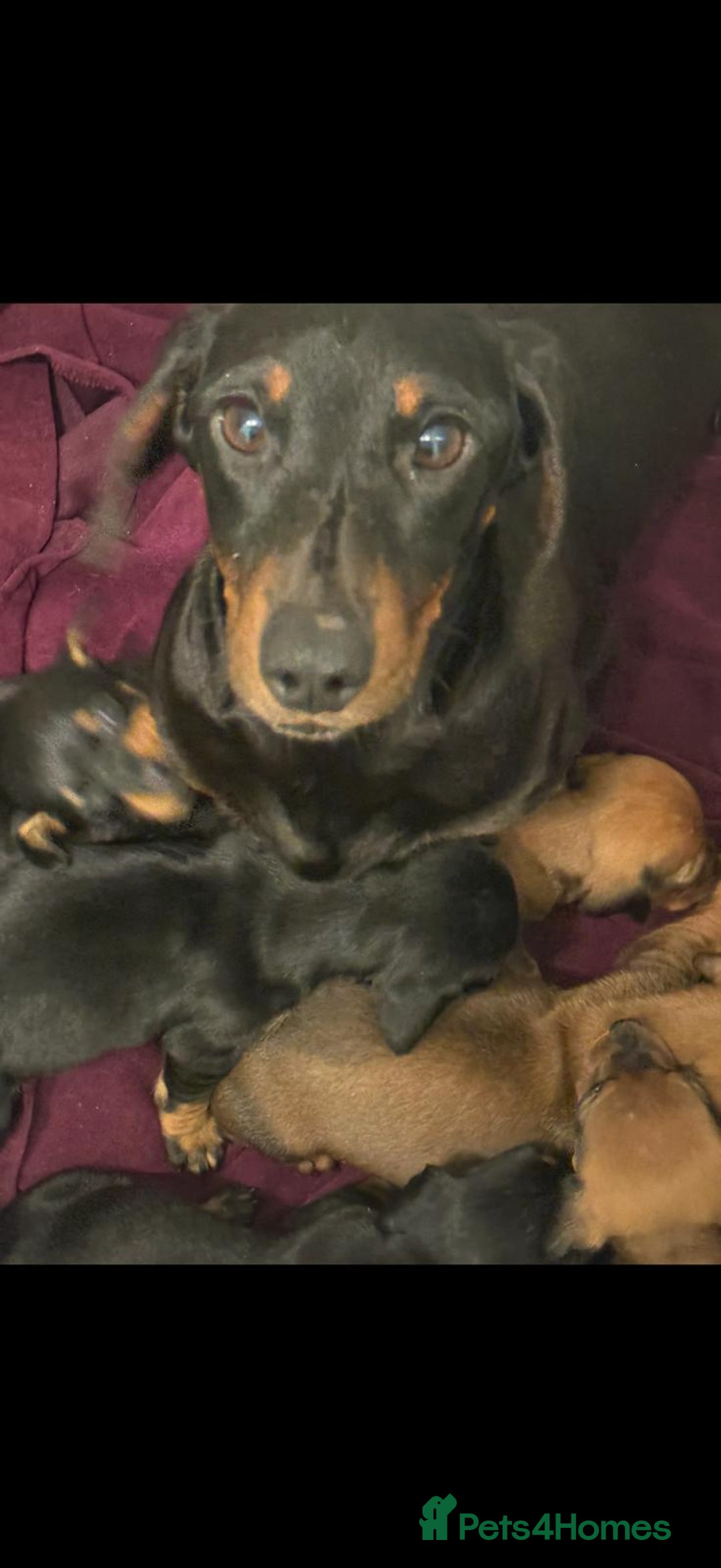 Miniature Dachshund dogs for sale: Gorgeous Miniature Dachshund Puppies  - Advert 2
