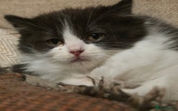 Persian cats for sale: Persian  - Image 8