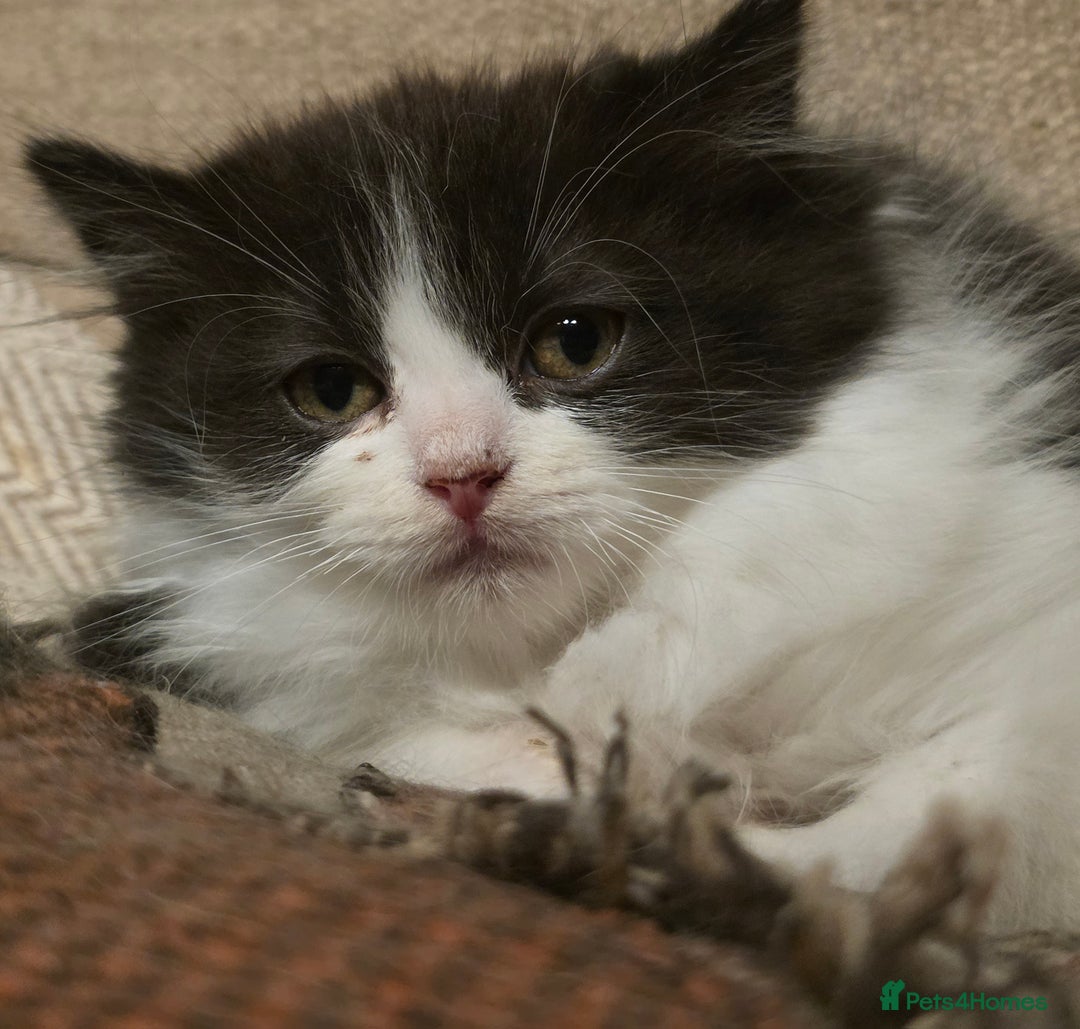 Persian cats for sale: Persian  - Image 8