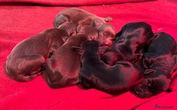Cocker Spaniel dogs for stud: HEALTH TESTED KC COCKER SPANIEL FOR STUD - Image 7