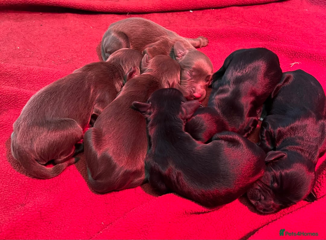 Cocker Spaniel dogs for stud: HEALTH TESTED KC COCKER SPANIEL FOR STUD - Image 7
