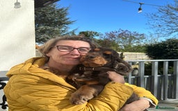 Cocker Spaniel dogs for sale: top quality health tested repeat mating show type - Image 1