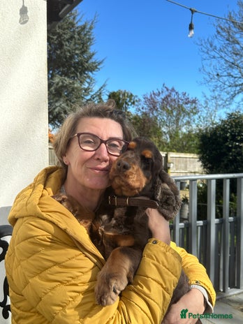 Cocker Spaniel dogs - Advert 1