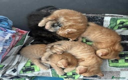 Mixed Breed cats for sale: 4 Ginger 2 Male 2 Female  - Image 6