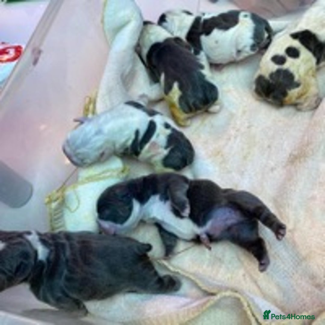 French Bulldog dogs for stud: Kc reg rare markings in Peterborough - Advert 8