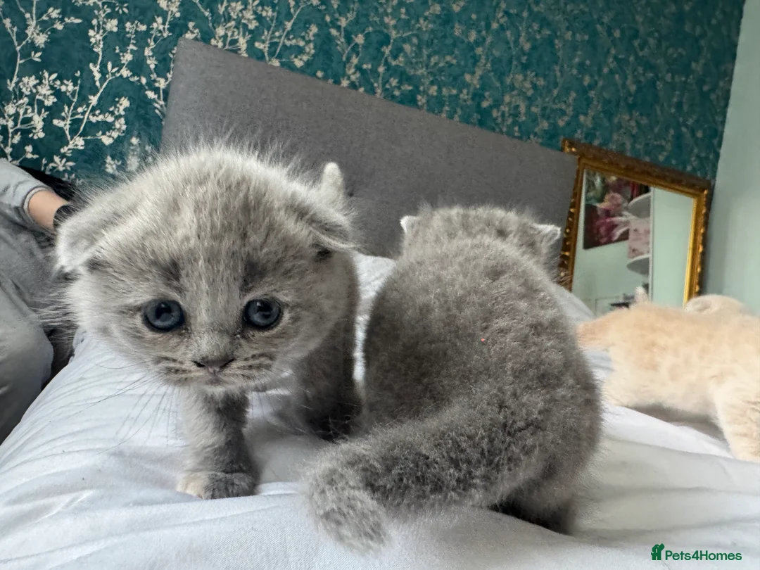 Scottish Fold cats for sale: Gorgeous pure breed kittens  - Advert 11