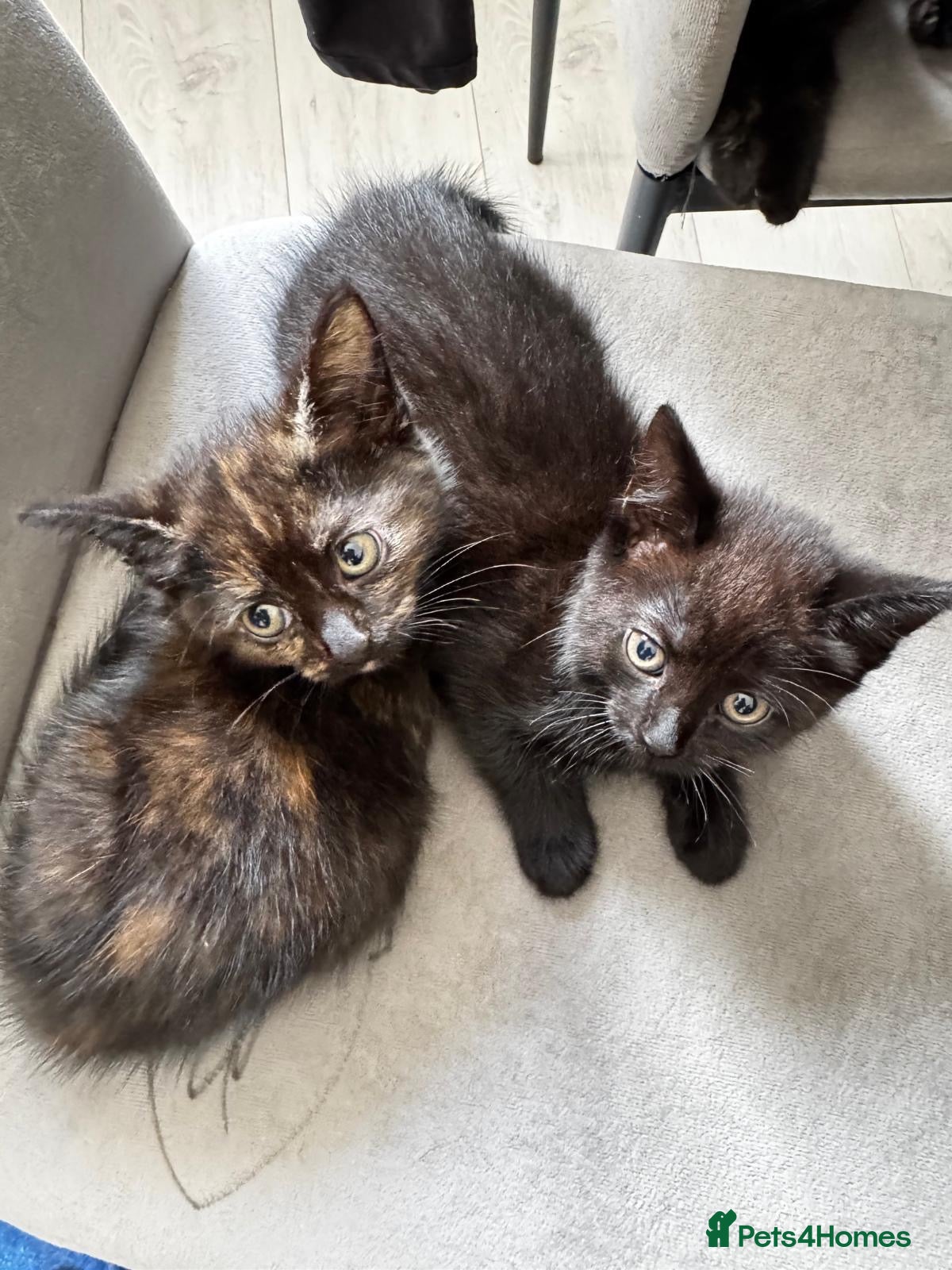 Mixed Breed cats Two kittens for sale x - Advert 1