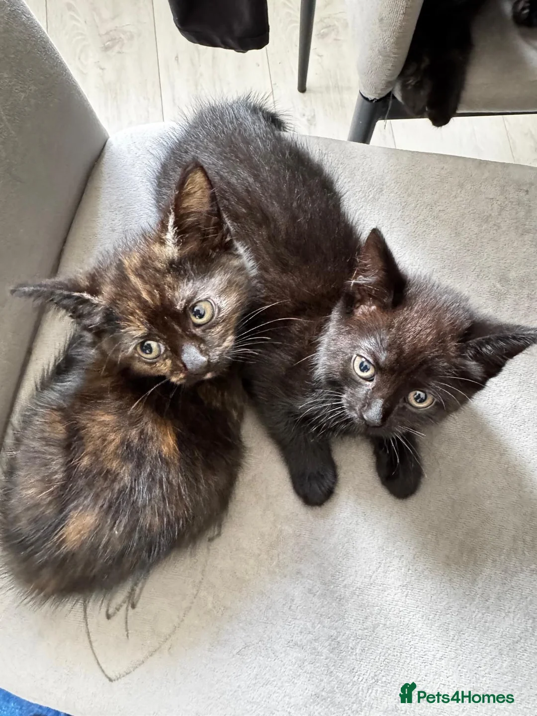 Mixed Breed cats for sale: Two kittens for sale x in Birmingham - Advert 1