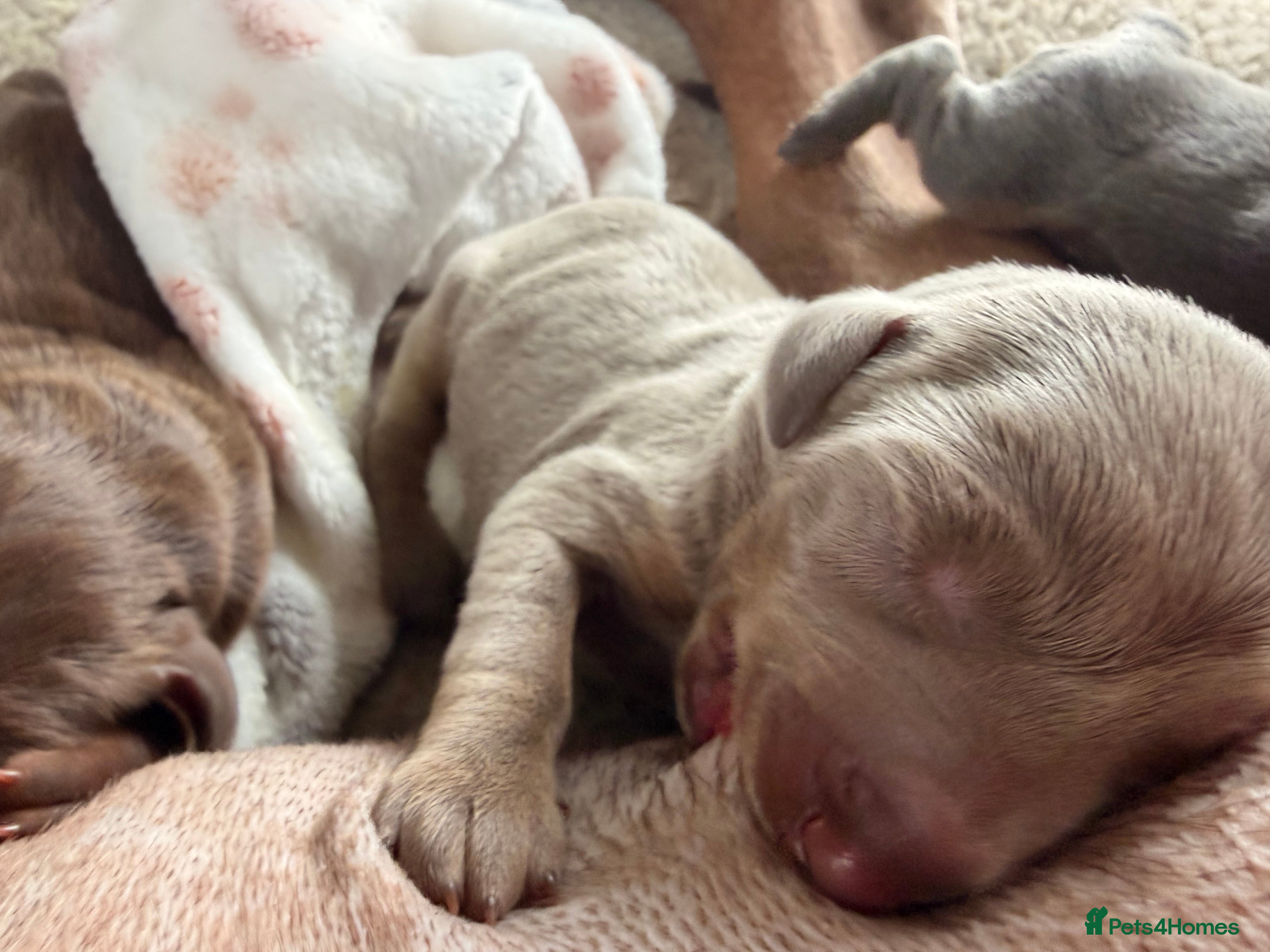 Dobermann dogs Doberman champion lines and health tested  - Advert 5