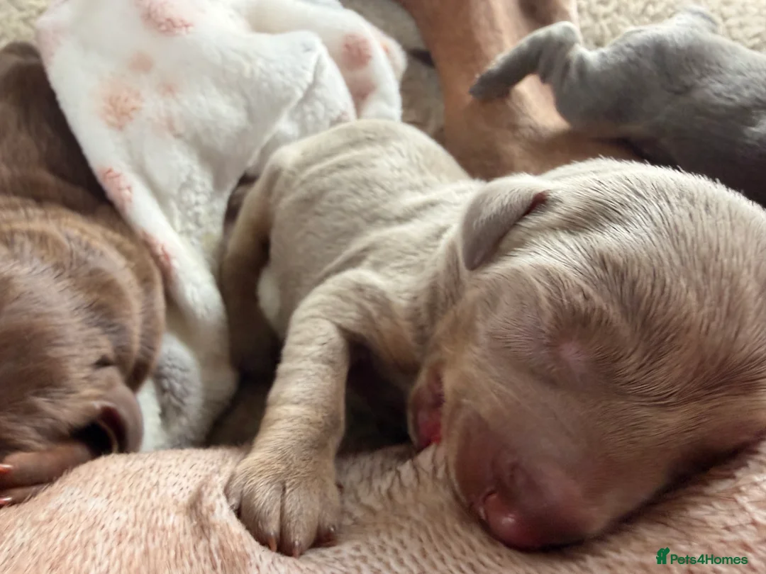 Dobermann dogs for sale: Doberman champion lines and health tested  - Advert 1