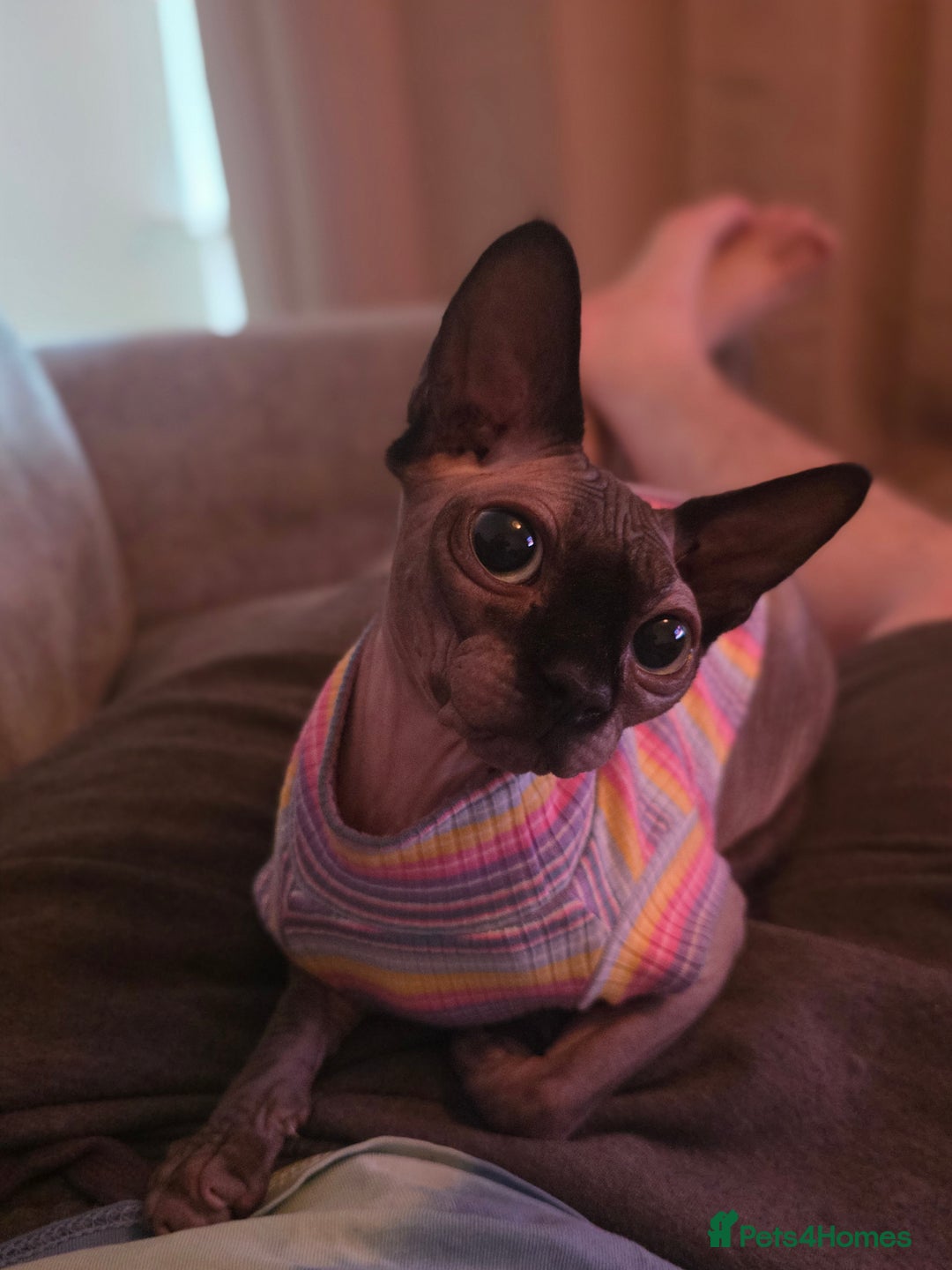 Sphynx cats for sale: Female Sphynx Cat - Image 4