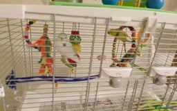 Budgerigars birds for sale: 3 budgies with med Vision cage - Image 4