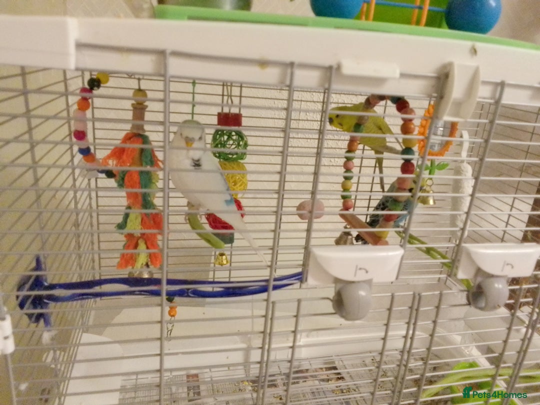 Budgerigars birds for sale: 3 budgies with med Vision cage - Image 4