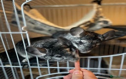 Chinchilla rodents for sale: Pair of female chinchillas looking for a new home - Image 5