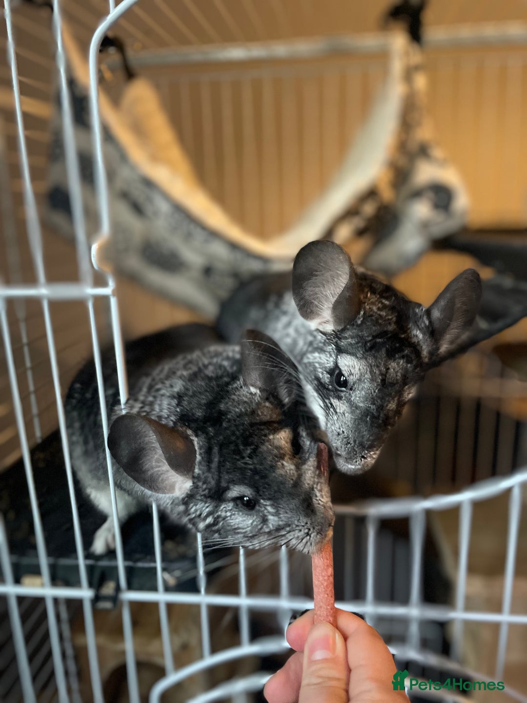 Chinchilla rodents for sale: Pair of female chinchillas looking for a new home - Image 5