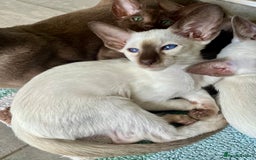 Siamese cats for sale: Outstanding pedigree Siamese Oriental kittens - Image 11