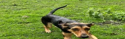 Mixed Breed dogs for adoption: Moca needs a loving home  - Advert 6