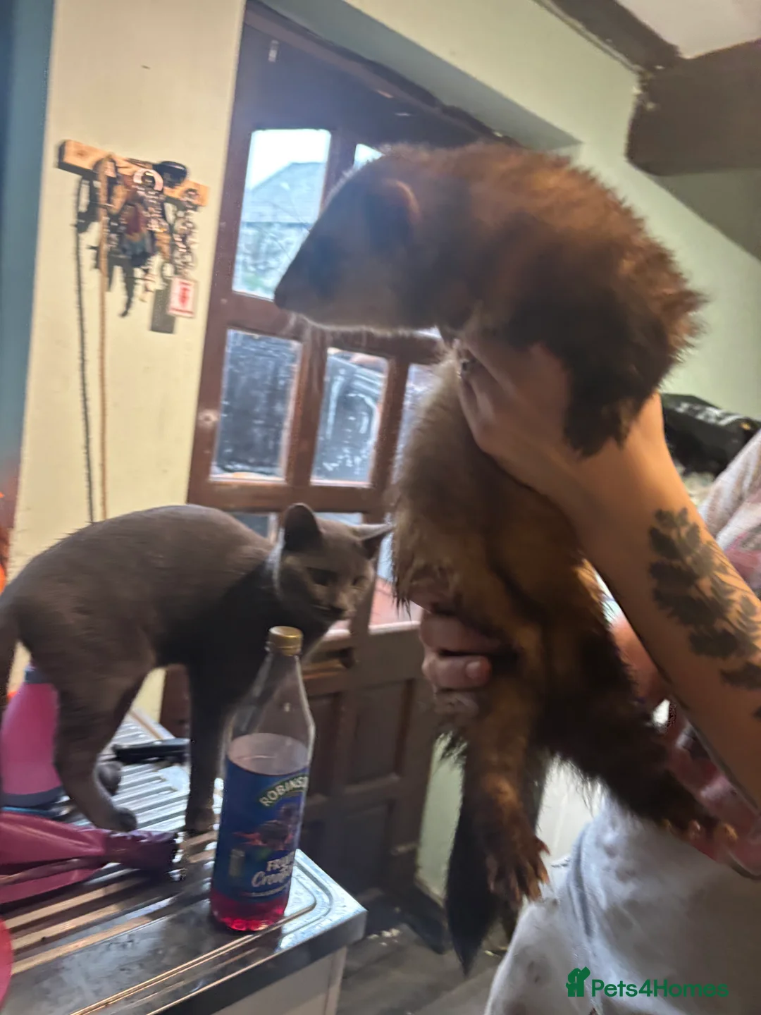 Ferret rodents for sale: Polecats x2 males  - Advert 2