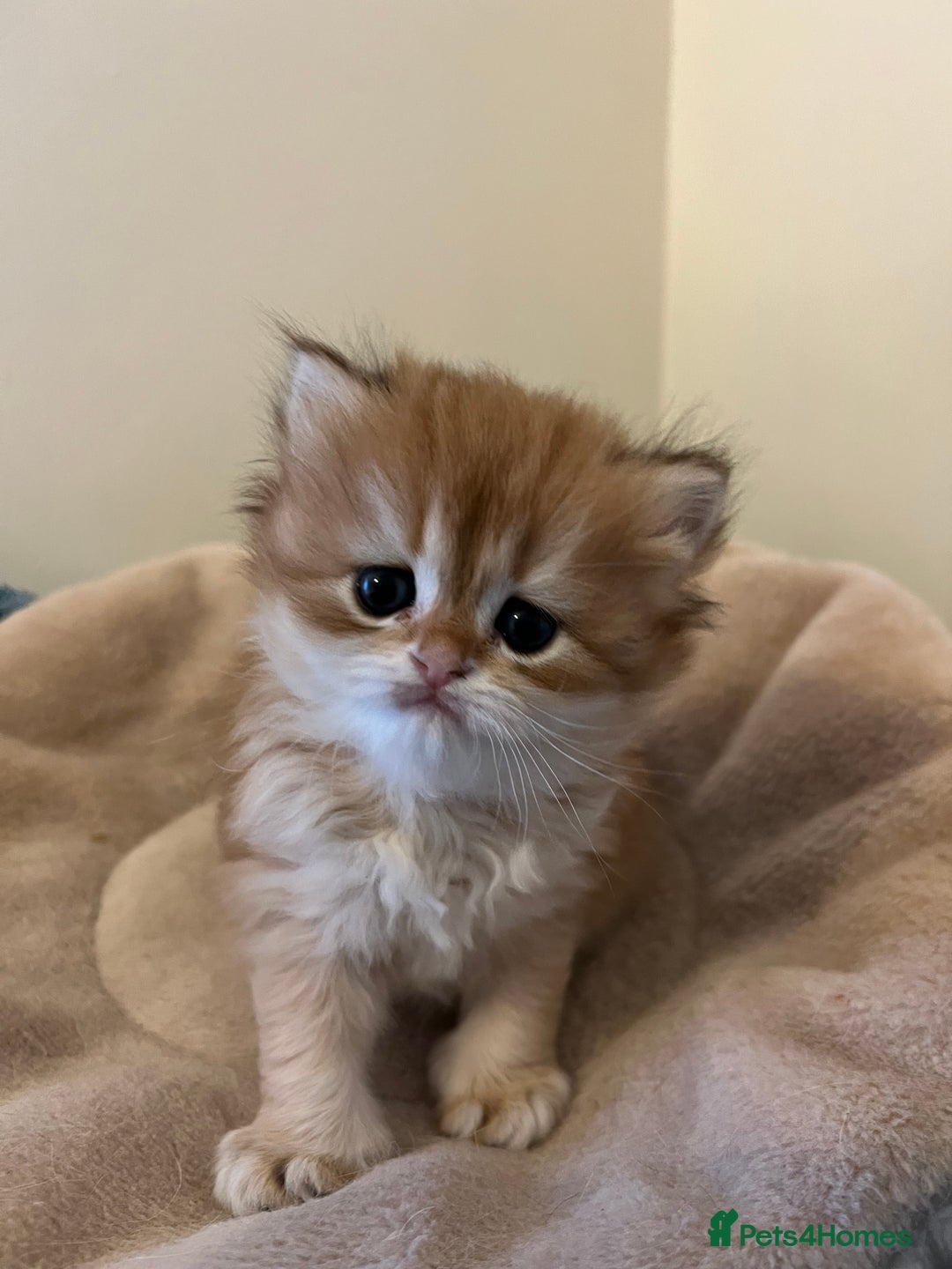 British Longhair cats for sale: Gorgeous Golden British Longhair & Shorthair  - Advert 13