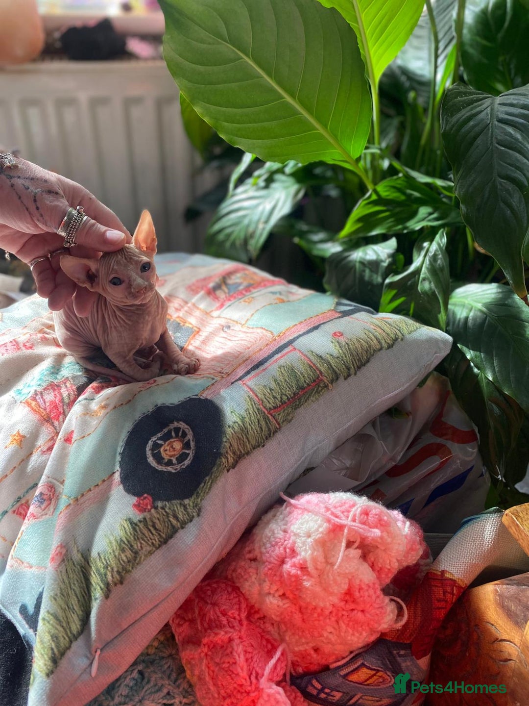 Sphynx cats for sale: Sphynx kittens full of love to give - Image 14