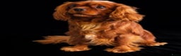 Cavalier King Charles Spaniel dogs for stud: Kc reg / health tested  in Ipswich - Advert 4