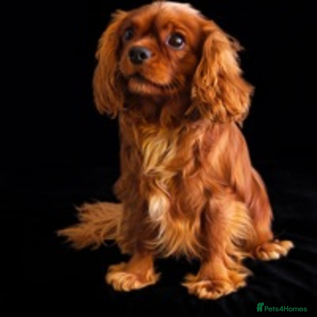 Cavalier King Charles Spaniel dogs for stud: Kc reg / health tested  in Ipswich - Advert 4
