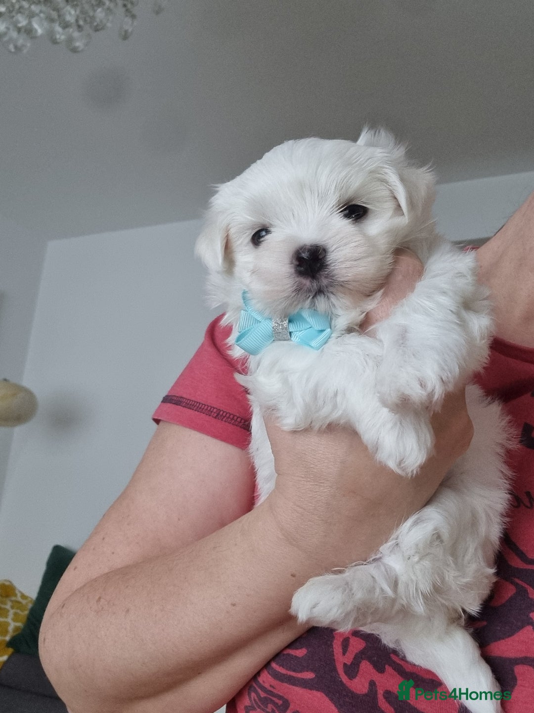 Maltese dogs for sale: Maltese pure breed 3xBoys ready on 14 December  - Advert 13