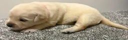 Golden Retriever dogs for sale: Beautiful healthy puppies - Advert 14