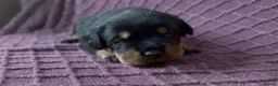 Rottweiler dogs for sale: Two puppies left available  - Advert 23