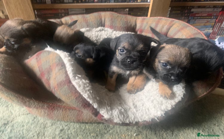 Border Terrier dogs - Advert 3