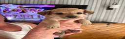 Chiweenie dogs for sale: Chihuahua cross dashcund puppies in Edinburgh - Advert 5