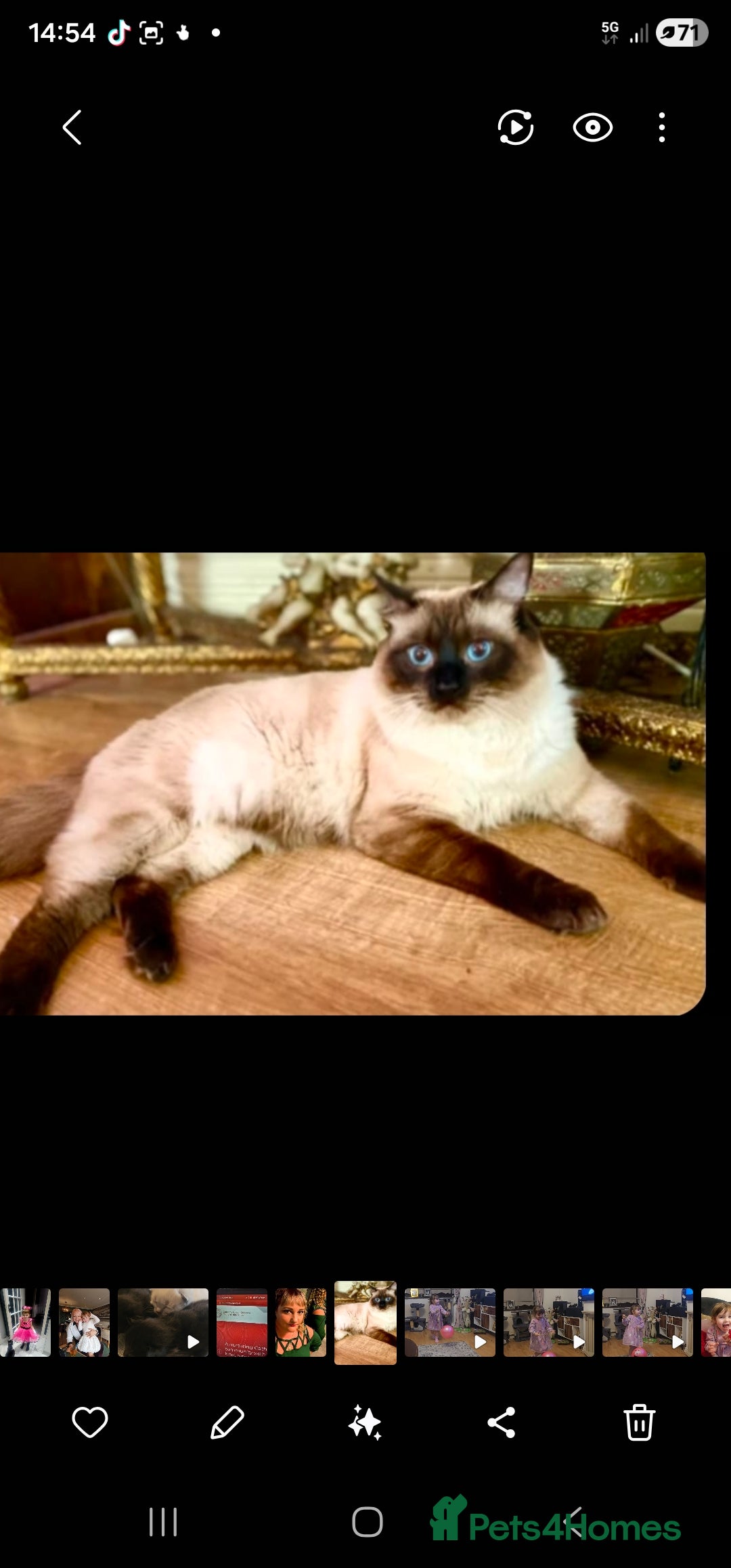 Ragdoll cats Beautiful rare kittens with blue eys. in Skelmersdale - Advert 5
